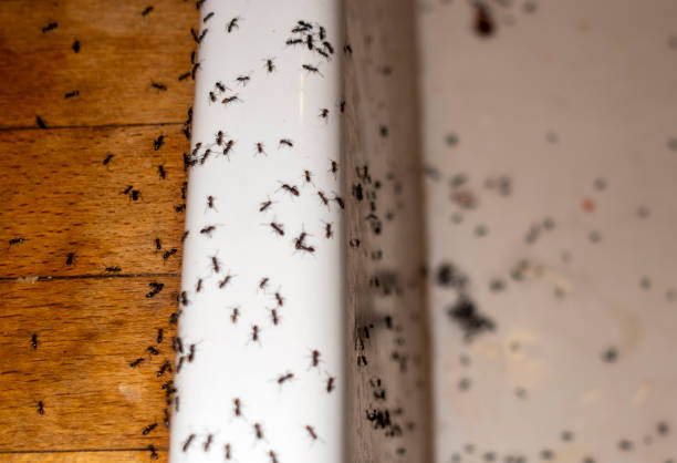 Pest Control Cost in Franklin, OH